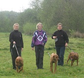hundeluftetur-brande-hundepension-rodesian-ridgebacks-på-ferie-brande-hundecenter