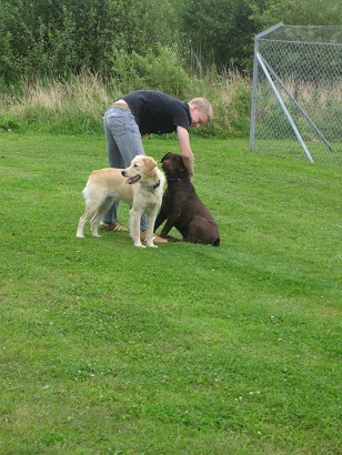 hundesoignering-børstning-brande-dyrecenter