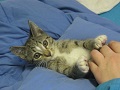 kattenusseri-brande-kattepension